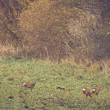 Marchewkowy Siemiany