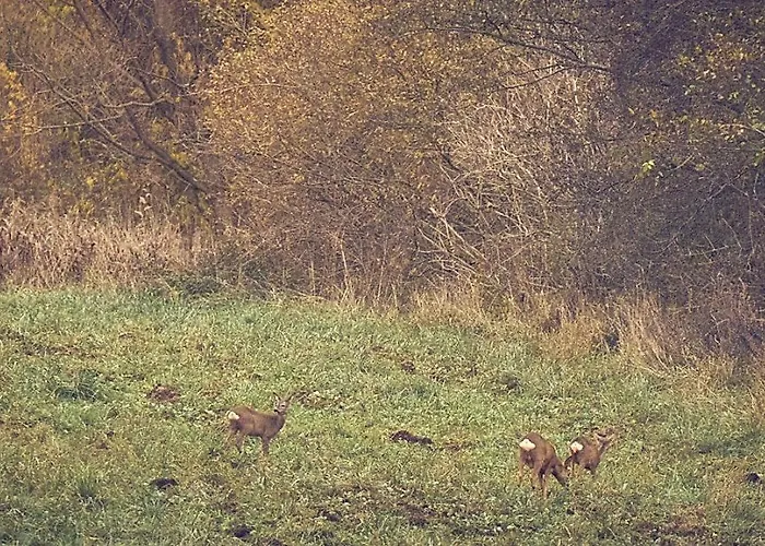 Marchewkowy Siemiany
